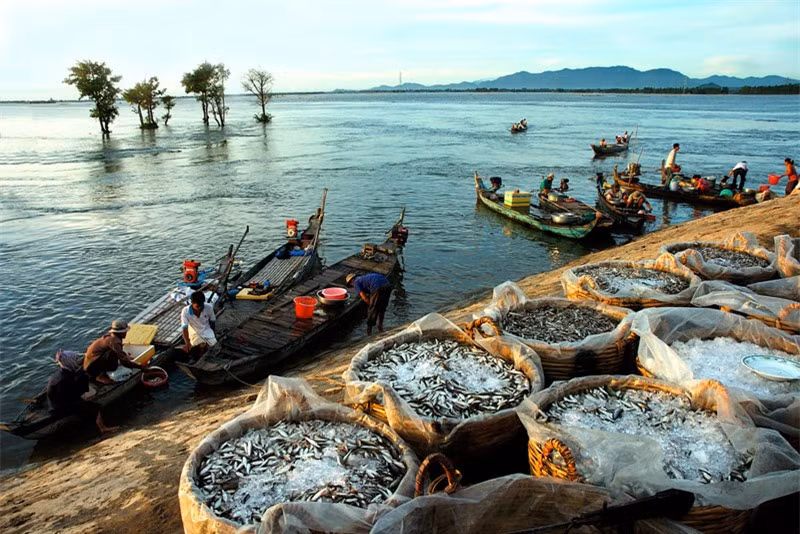 Sản lượng thủy sản của vùng chiếm 50% cả nước, nhiều nhất ở các tỉnh Cà Mau, Bạc Liêu, Kiên Giang và An Giang. Ảnh: Huỳnh Phúc Hậu.