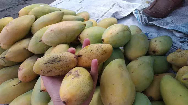 Xoai mut Trung Quoc ban chay giua luc xoai Viet Nam thu hoach ro-Hinh-5