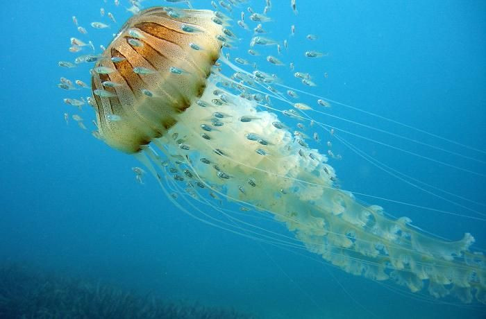 Con cá chết tức tưởi bên trong bụng sứa la bàn - Hình 2 Con ca chet tuc tuoi ben trong bung sua la ban-Hinh-2