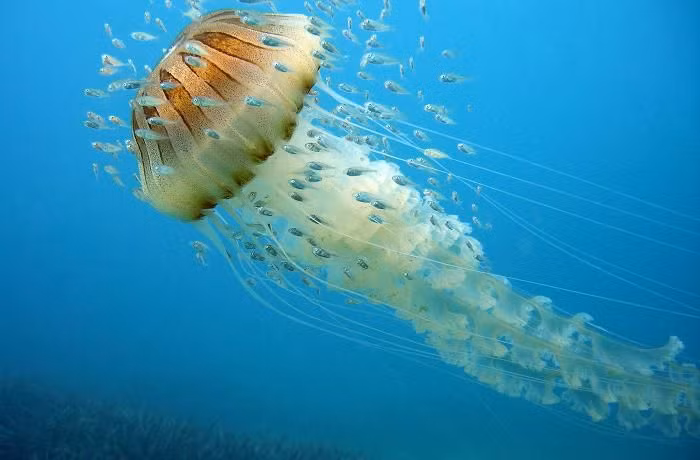 Con ca chet tuc tuoi ben trong bung sua la ban-Hinh-2