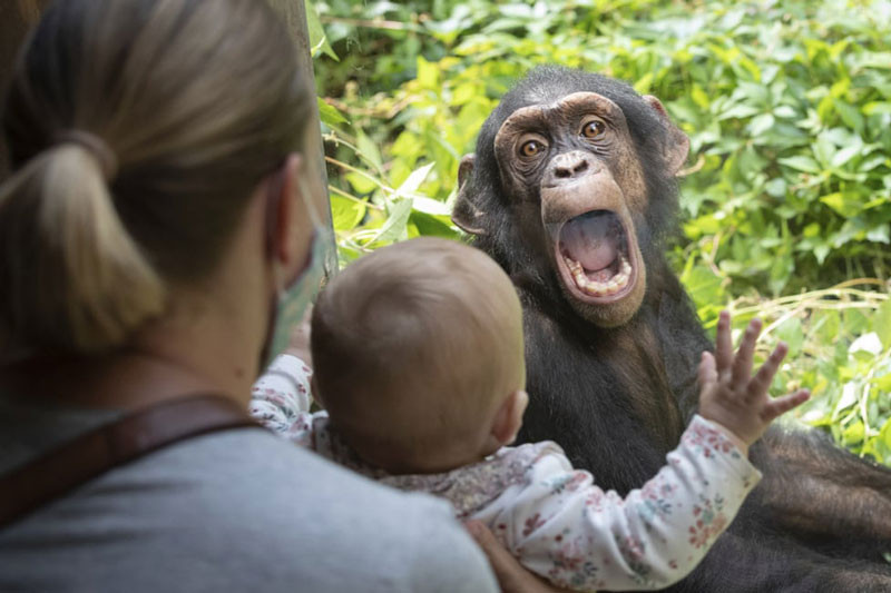 Sa giông phía Đông đi tìm thức ăn tại khu rừng thuộc DuPont gần Hendersonville, Bắc Carolina, Mỹ. Ảnh: Bill Gozansky.