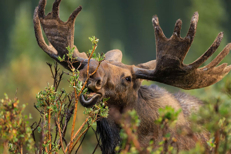 ai sừng tấm Shiras đang ăn cỏ ở Ward, Colorado, Mỹ Ảnh: Steve Boice. 