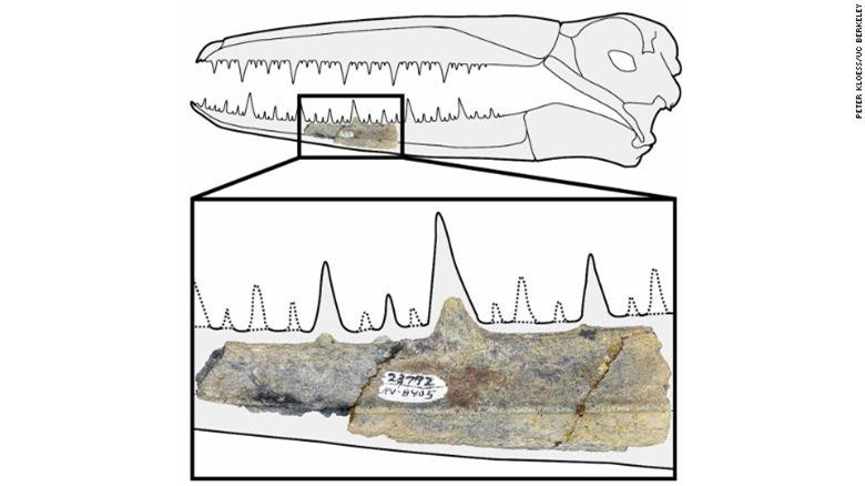 Loài chim khổng lồ từng thống trị bầu trời Nam cực Loai chim khong lo tung thong tri bau troi Nam cuc