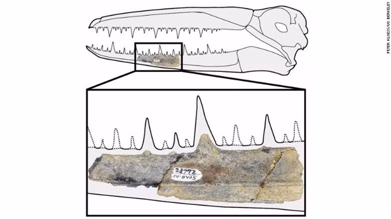 Loài chim khổng lồ từng thống trị bầu trời Nam cực Loai chim khong lo tung thong tri bau troi Nam cuc