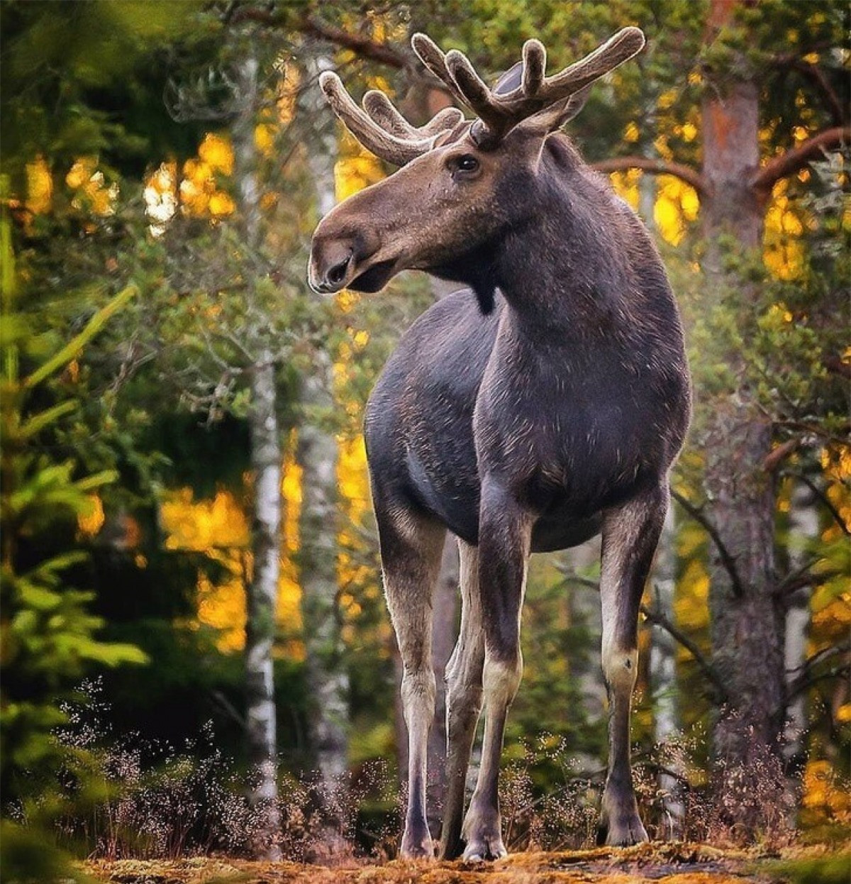 Lạc bước vào khu rừng cổ tích ở Phần Lan.