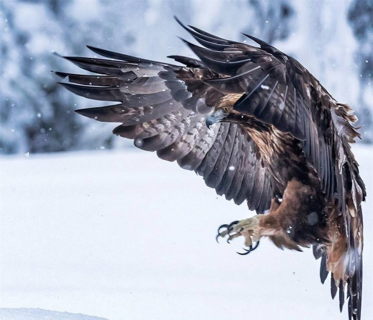 Hình ảnh đẹp của một chú chim đang sải cánh.