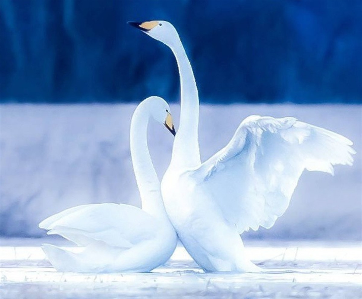 Bức ảnh đẹp ngỡ như photoshop.