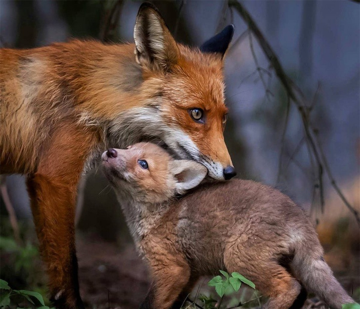 Nhưng liệu thế giới thần tiên ấy có thực sự tồn tại?