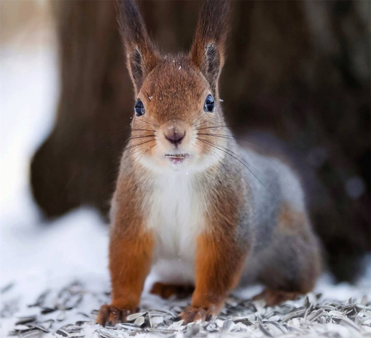 Một chú sóc ngơ ngác dưới ống kính nhiếp ảnh gia.