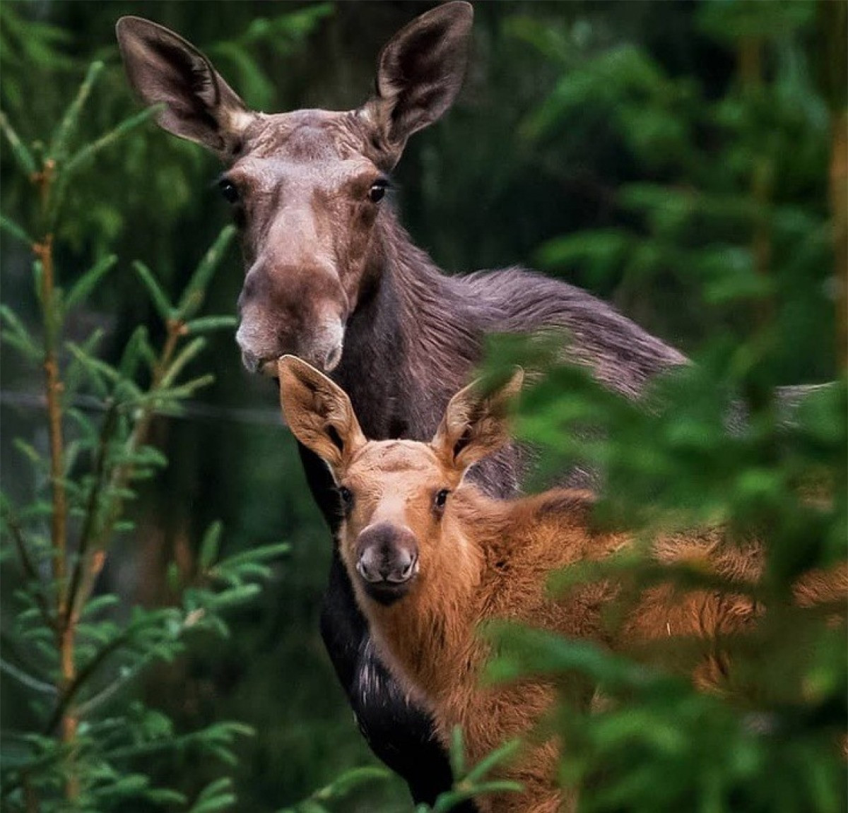 Các bức ảnh của anh giống như cổ tích bước ra ngoài đời thực.