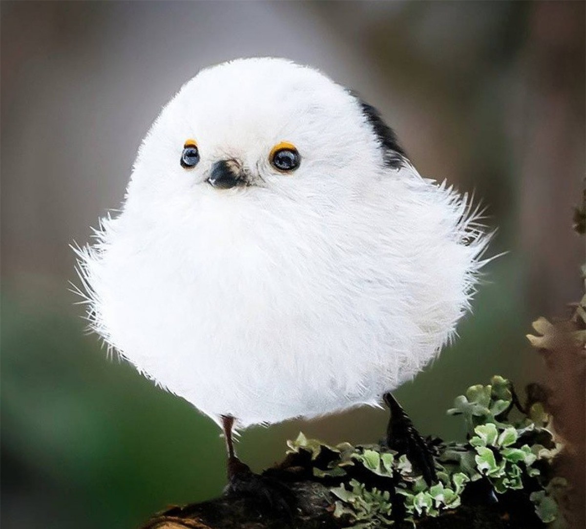 Ossi Saarinen, nhiếp ảnh gia người Phần Lan đã nỗ lực tìm đến những khu rừng kỳ bí, nơi các loài động vật sinh sống trong những cánh rừng nguyên sinh.