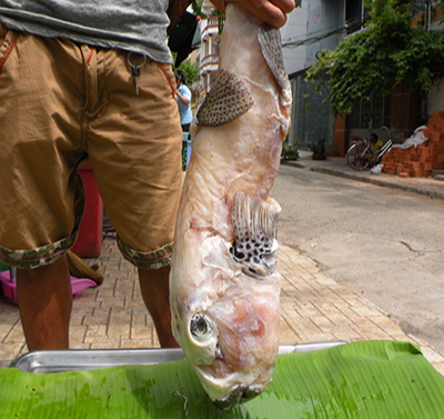 "Mỹ nhân ngư" có thể gây chết người nhưng nhiều người không tiếc tiền để mua - Hình 5 "Mỹ nhân ngư" có thể gây chết người nhưng nhiều người không tiếc tiền để mua ảnh 5