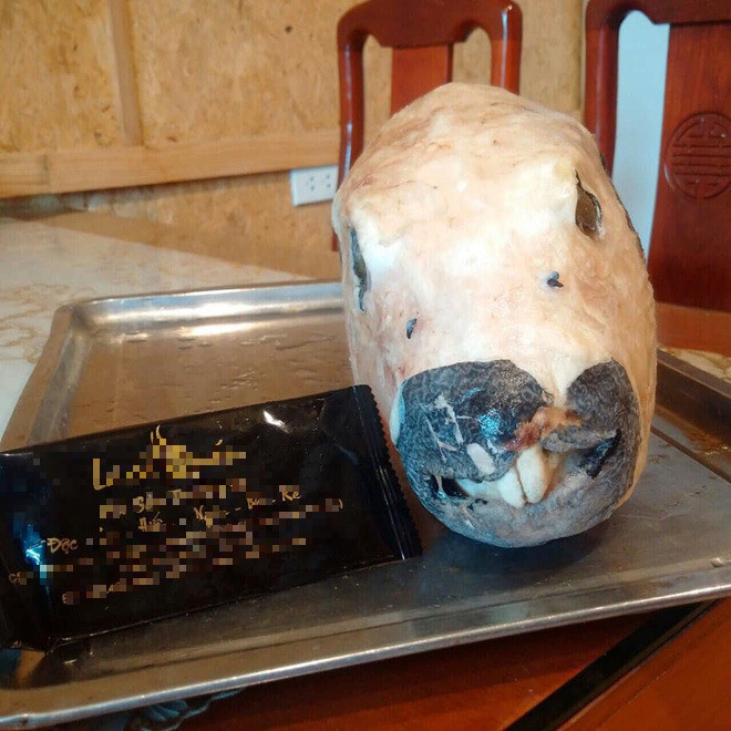 "Mỹ nhân ngư" có thể gây chết người nhưng nhiều người không tiếc tiền để mua - Hình 4 "Mỹ nhân ngư" có thể gây chết người nhưng nhiều người không tiếc tiền để mua ảnh 4