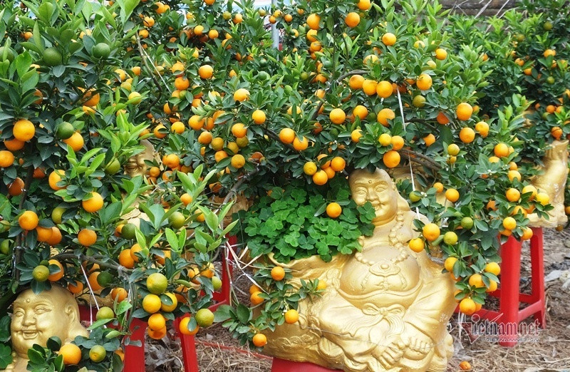 Dan tinh do xo di mua quat than tai gia 1,5 trieu dong