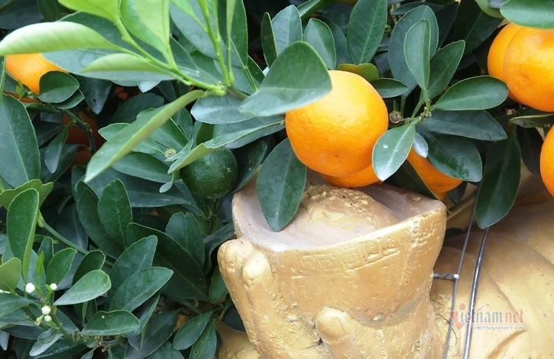 Dan tinh do xo di mua quat than tai gia 1,5 trieu dong-Hinh-4