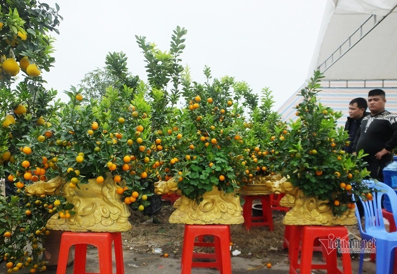 Dan tinh do xo di mua quat than tai gia 1,5 trieu dong-Hinh-7