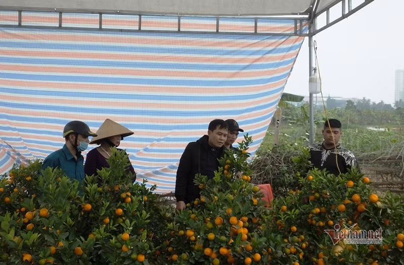 Dan tinh do xo di mua quat than tai gia 1,5 trieu dong-Hinh-11