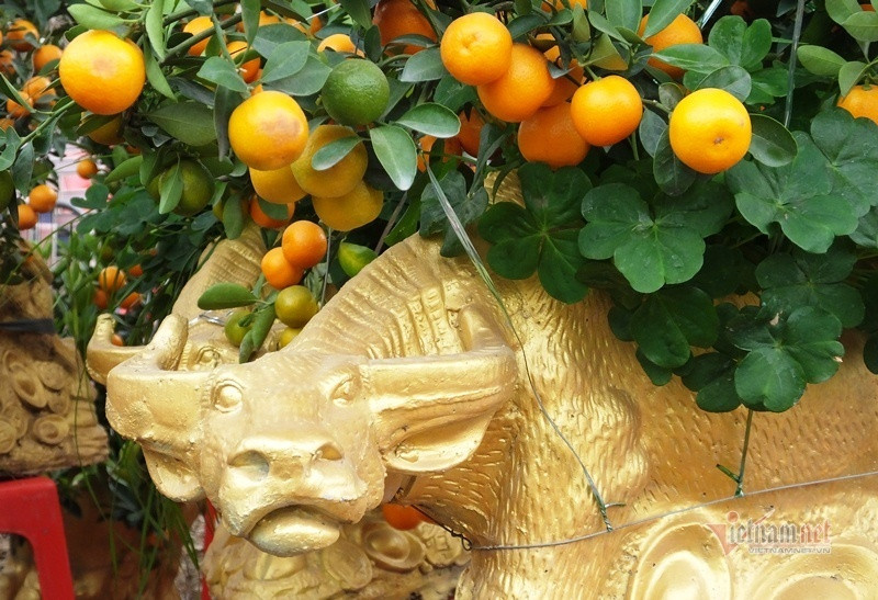 Dan tinh do xo di mua quat than tai gia 1,5 trieu dong-Hinh-8