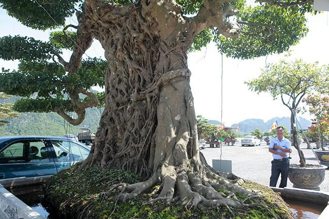 Cay sanh vo gia tri ho bien thanh tac pham voi ma mut tien ty-Hinh-4