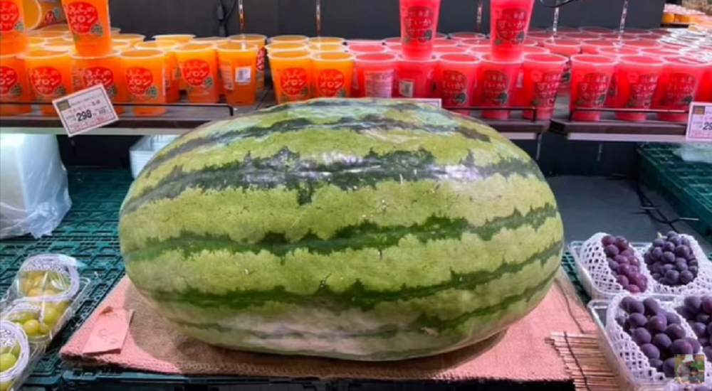 Loại dưa hấu khổng lồ nặng tới 56kg, hương vị mới gây bất ngờ cho khách Việt Loai dua hau khong lo nang toi 56kg, huong vi moi gay bat ngo cho khach Viet