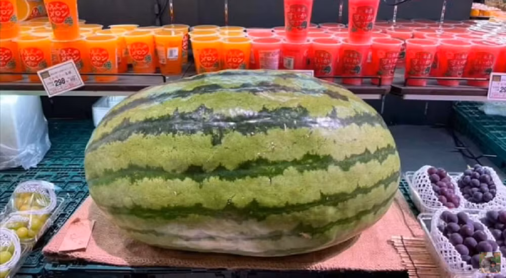 Loại dưa hấu khổng lồ nặng tới 56kg, hương vị mới gây bất ngờ cho khách Việt Loai dua hau khong lo nang toi 56kg, huong vi moi gay bat ngo cho khach Viet