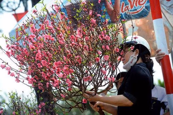 Cach chon mua dao, quat tuoi lau suot Tet Nguyen dan-Hinh-2