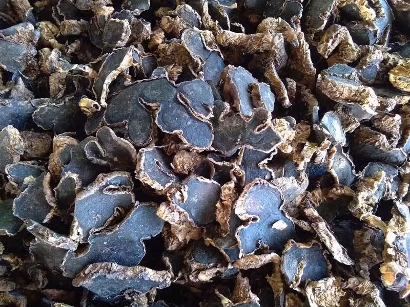 Loai cu rung sieu dat, dat truoc vai thang moi co-Hinh-2