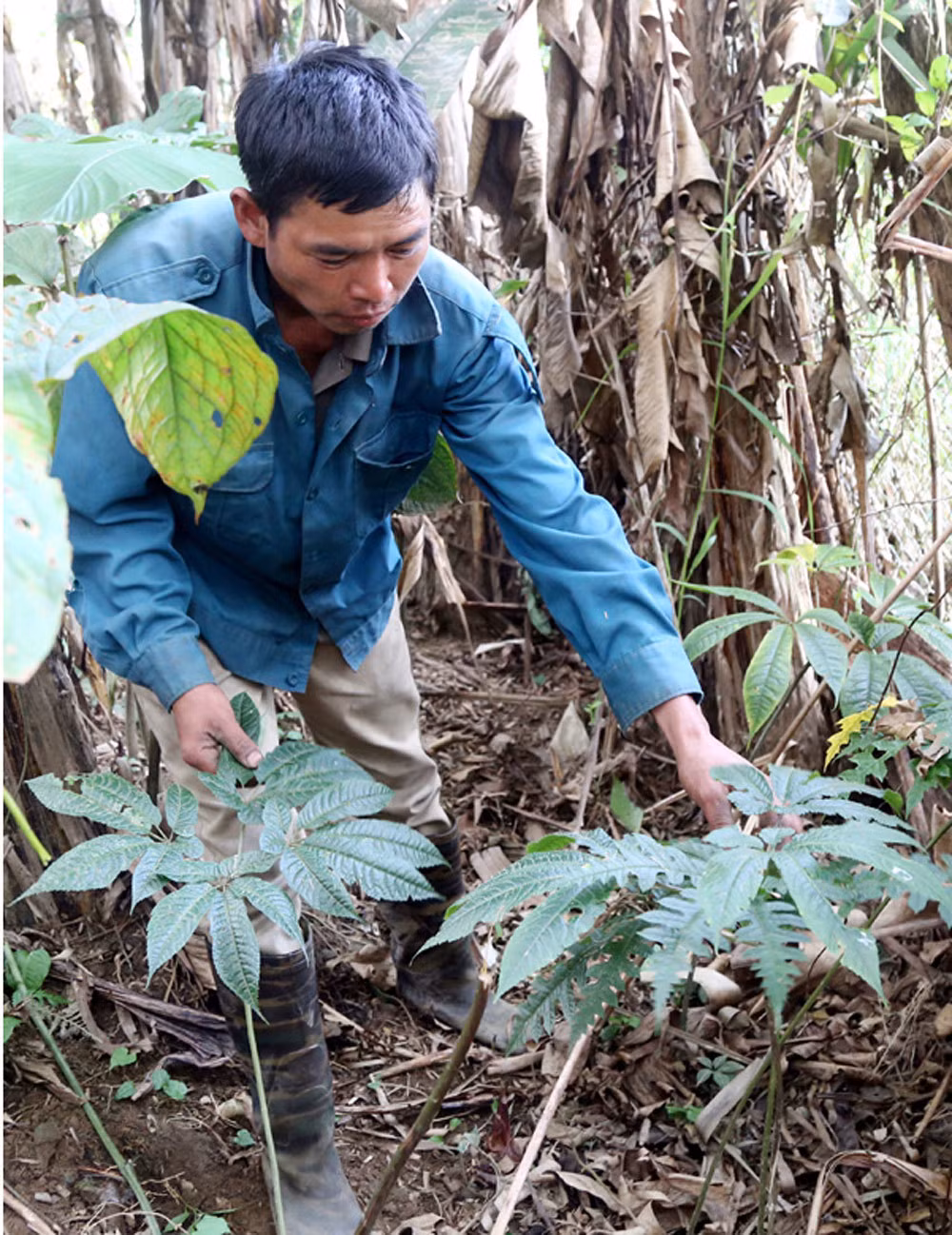 Kham pha khu vuon thuoc quy hiem bi an tren nui-Hinh-2