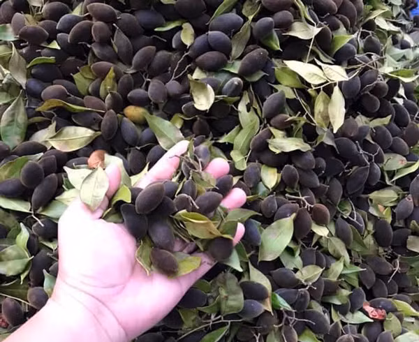 Loai qua rung den si truoc luon chay hang, nay con vai chuc nghin/kg lai e-Hinh-2