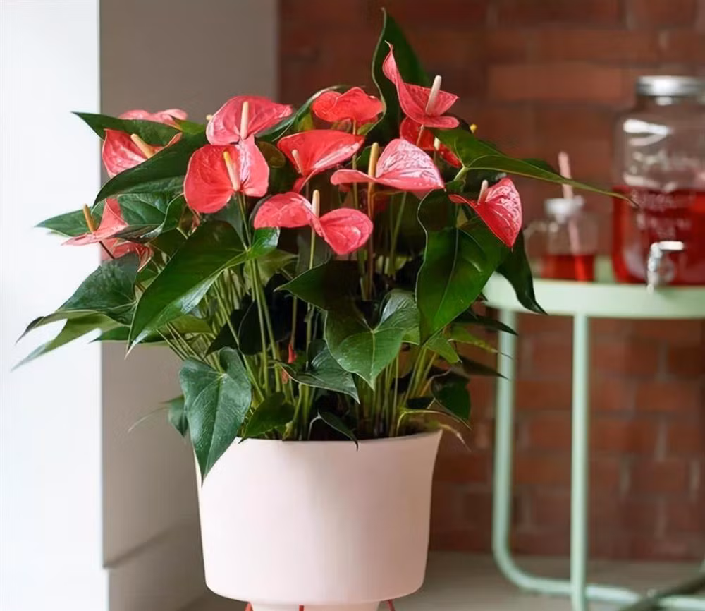 6 cay canh dep, de trong con mang y nghia tot lanh, hut tai loc