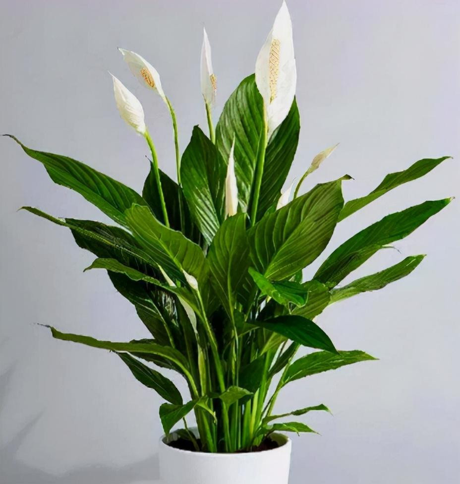 6 cay canh dep, de trong con mang y nghia tot lanh, hut tai loc-Hinh-4