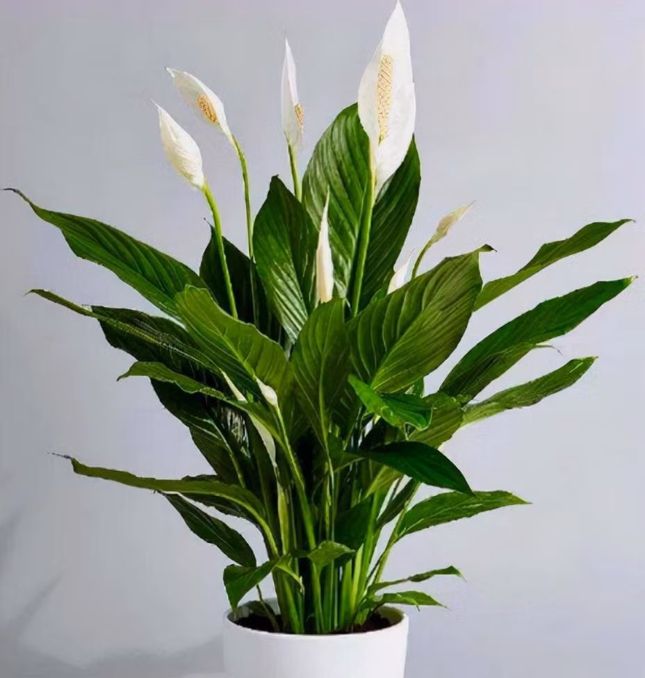 6 cay canh dep, de trong con mang y nghia tot lanh, hut tai loc-Hinh-4