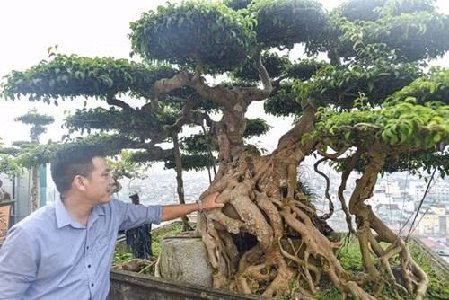 Chiem nguong cay sanh co tram tuoi phong hoa cung thoi gian-Hinh-3