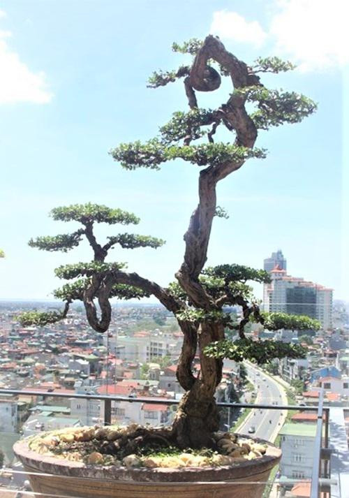 Chiem nguong cay sanh co tram tuoi phong hoa cung thoi gian-Hinh-7