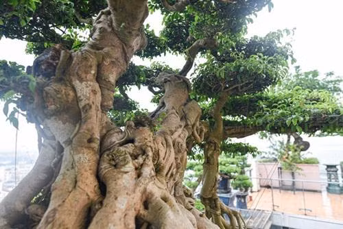 Chiem nguong cay sanh co tram tuoi phong hoa cung thoi gian-Hinh-5