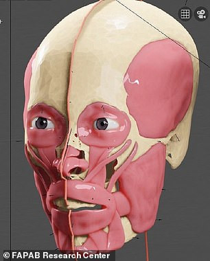 Tái hiện khuôn mặt Pharaoh Ai Cập từ bộ hài cốt - Hình 7 Tai hien khuon mat Pharaoh Ai Cap tu bo hai cot-Hinh-7