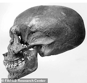 Tái hiện khuôn mặt Pharaoh Ai Cập từ bộ hài cốt - Hình 5 Tai hien khuon mat Pharaoh Ai Cap tu bo hai cot-Hinh-5