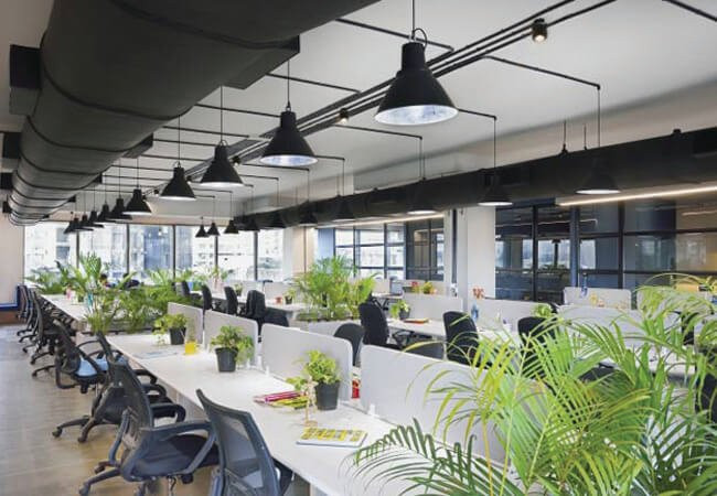 5 loại cây con cưng thần tài, để trên bàn làm việc càng tăng “dương khí” 5 loai cay con cung than tai, de tren ban lam viec cang tang “duong khi”