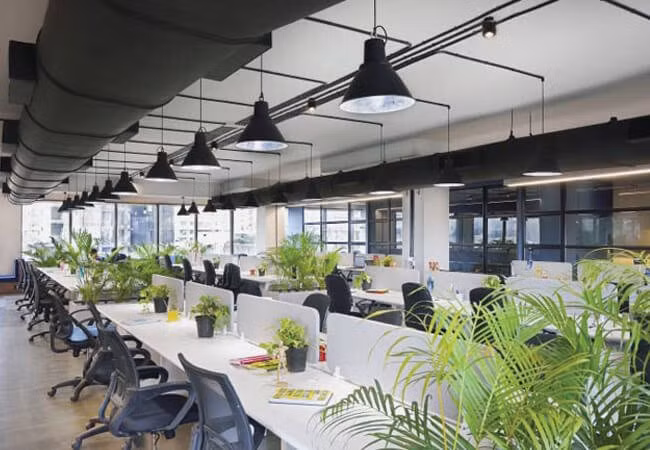 5 loai cay con cung than tai, de tren ban lam viec cang tang “duong khi”