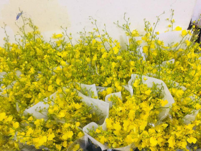 Lan vũ nữ kiêu sa, khiến không ít người chơi lan phải mê mẩn - Hình 3 Lan vu nu kieu sa, khien khong it nguoi choi lan phai me man-Hinh-3