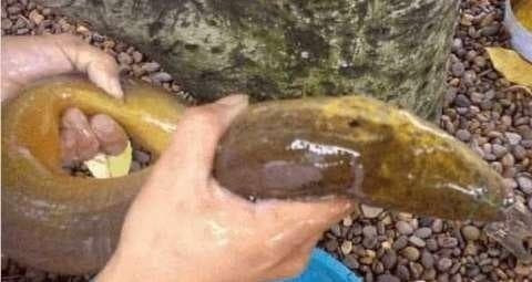 Nguoi thanh nien bat duoc con luon khung khien ai cung tram tro-Hinh-2