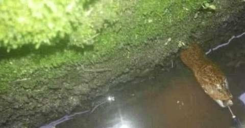 Nguoi thanh nien bat duoc con luon khung khien ai cung tram tro