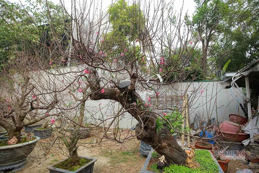 Goc dao co khong lo rao gia tram trieu o Ha Noi-Hinh-4