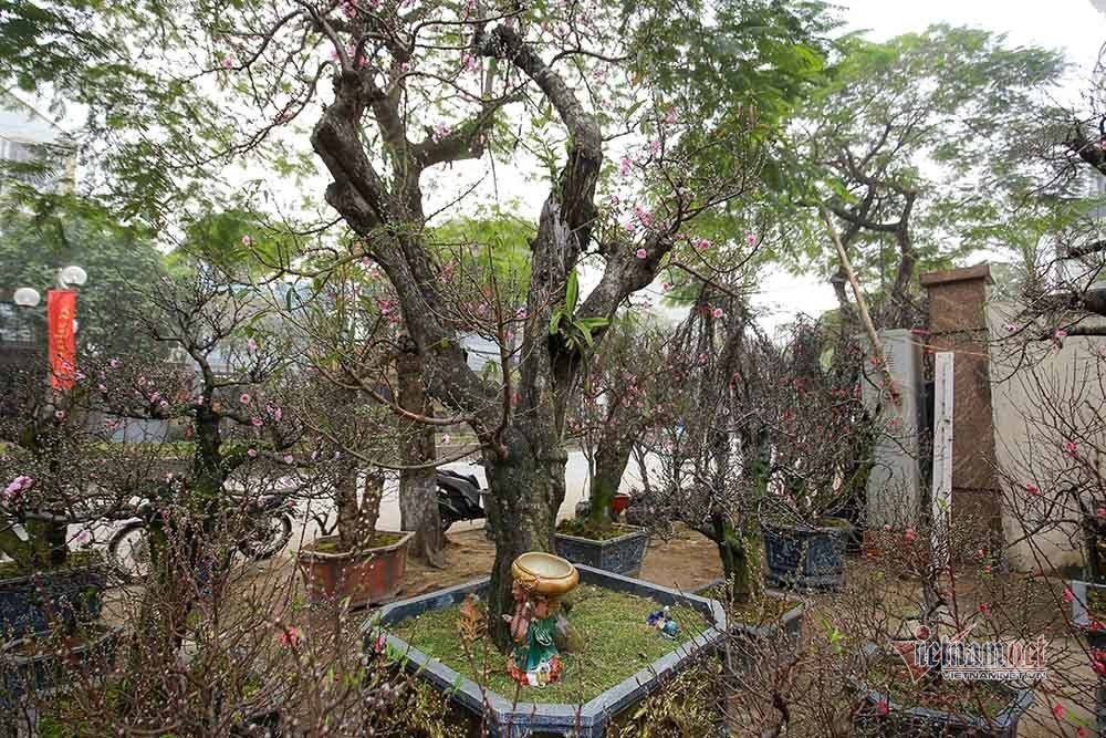 Goc dao co khong lo rao gia tram trieu o Ha Noi-Hinh-11