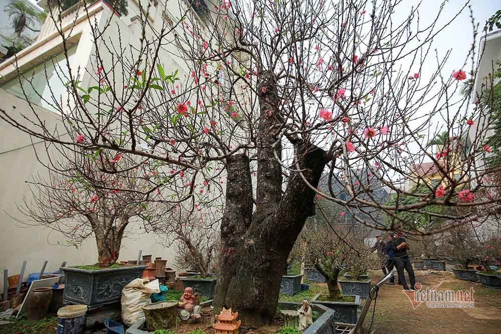 Goc dao co khong lo rao gia tram trieu o Ha Noi