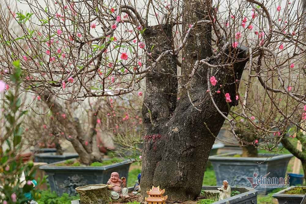 Goc dao co khong lo rao gia tram trieu o Ha Noi-Hinh-12