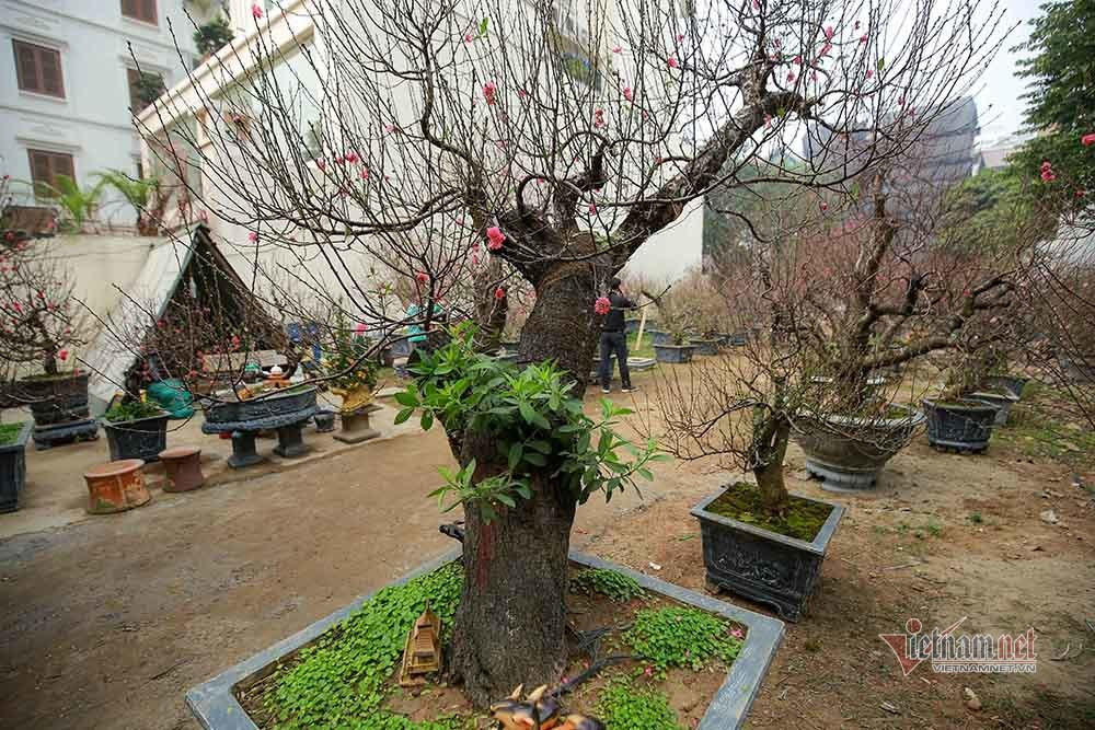 Goc dao co khong lo rao gia tram trieu o Ha Noi-Hinh-5