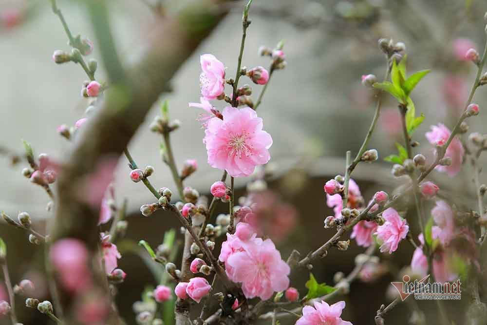 Goc dao co khong lo rao gia tram trieu o Ha Noi-Hinh-6