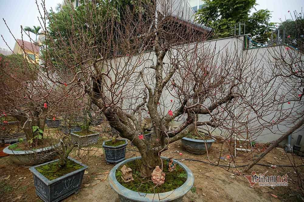 Goc dao co khong lo rao gia tram trieu o Ha Noi-Hinh-3