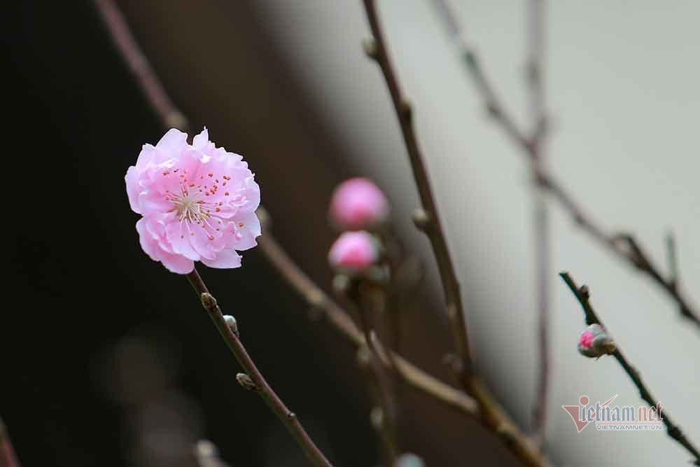 Goc dao co khong lo rao gia tram trieu o Ha Noi-Hinh-7